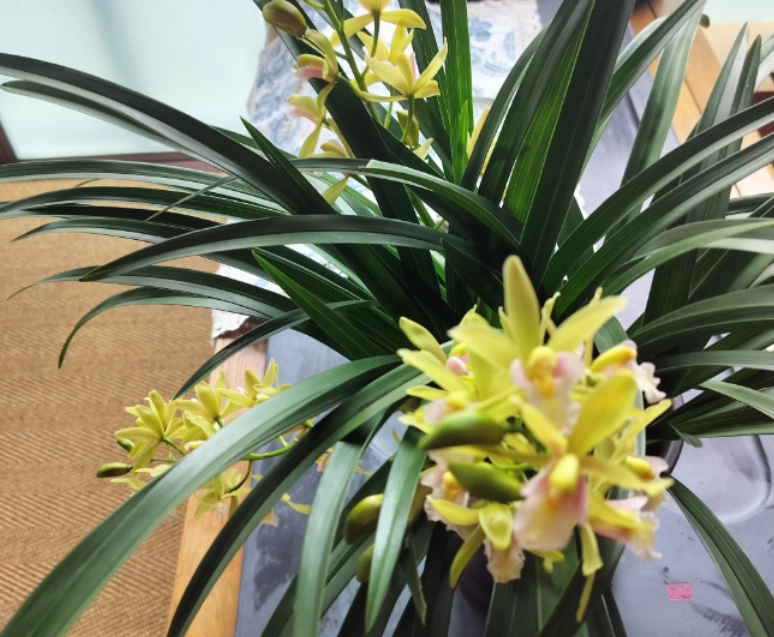 蘭花室內養護 蘭花室內養護