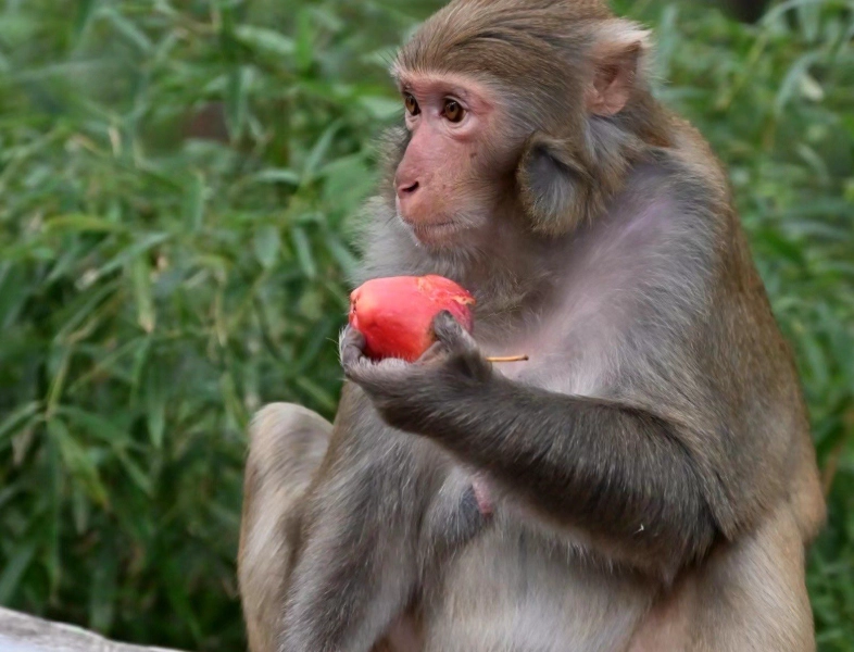 趕猴子夢境解析 趕猴子夢境解析