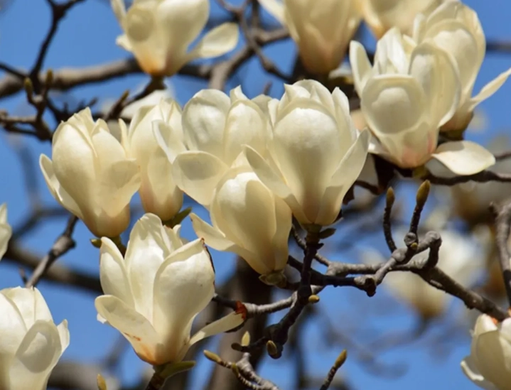 玉蘭花養護 玉蘭花養護