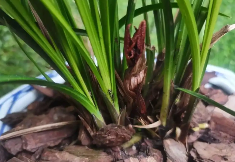 蘭花凋謝原因 蘭花凋謝原因