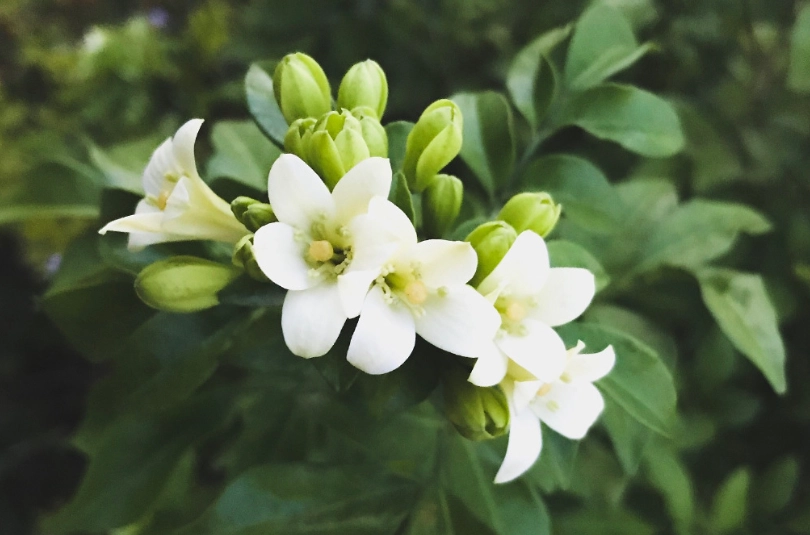 夜来香对猫的影响