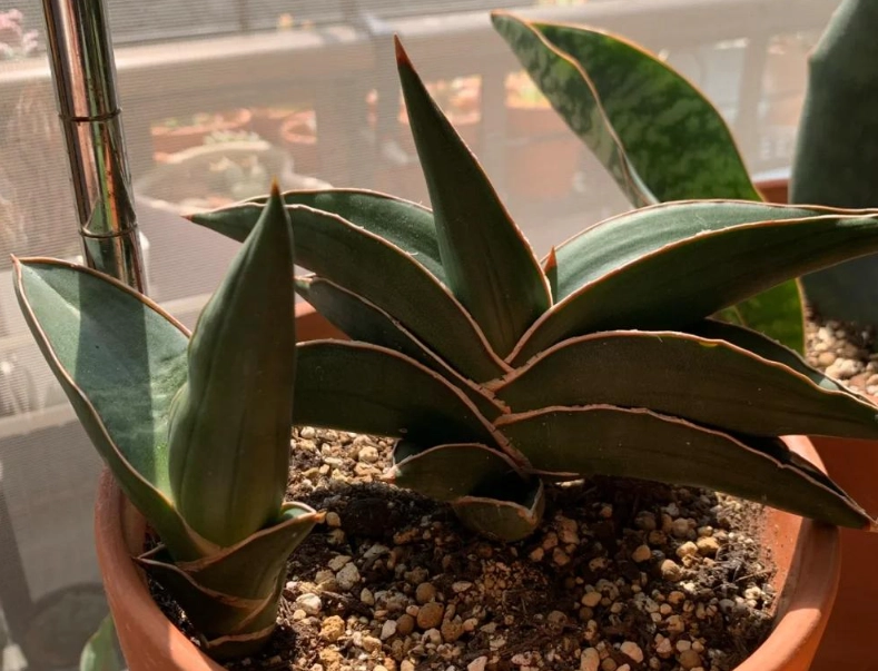 虎尾蘭光照需求 虎尾蘭光照需求