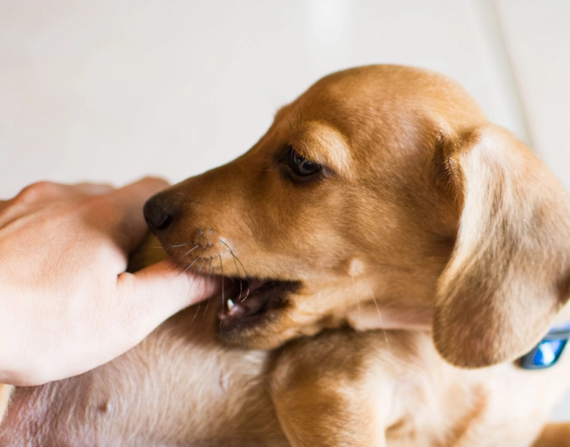 夢到被狗咬右手 解夢 夢到被狗咬右手 解夢