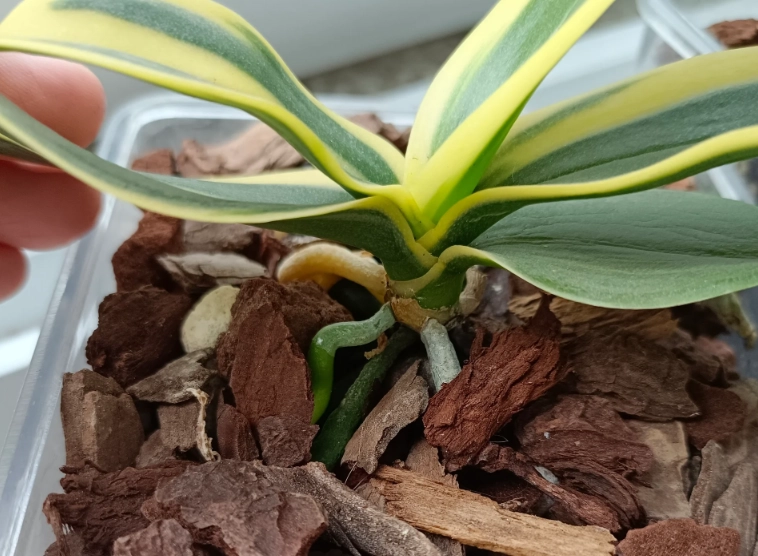 蘭花種植方法 蘭花種植方法