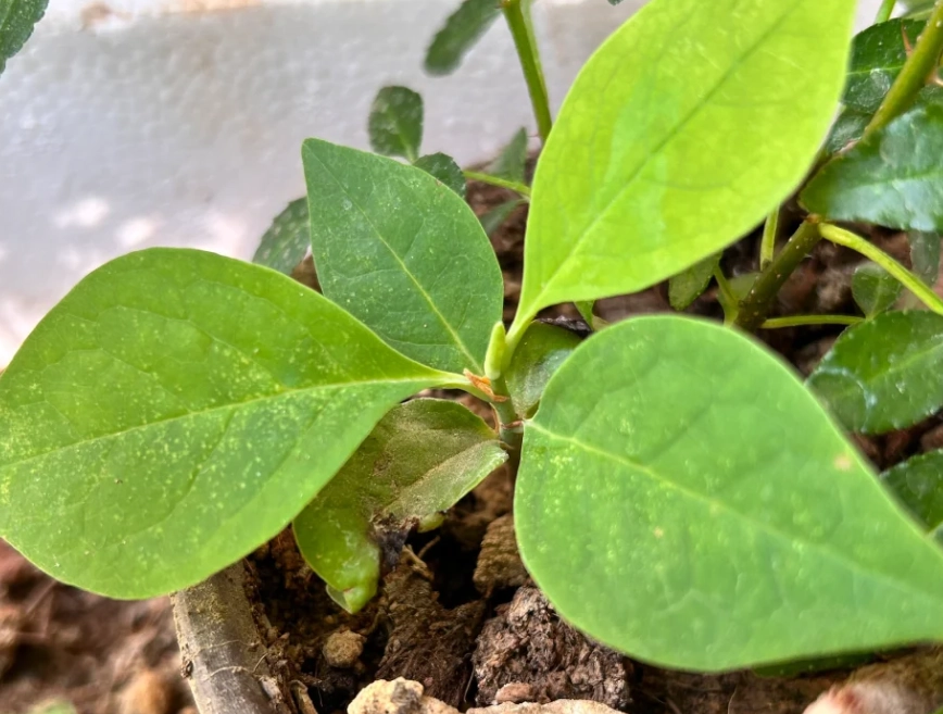 玉蘭花發芽方法 玉蘭花發芽方法