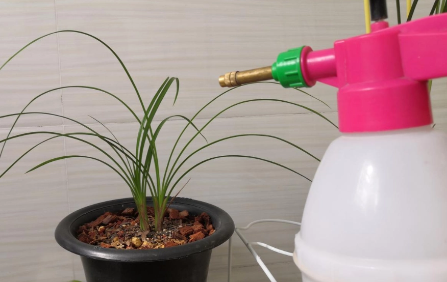 蘭花澆水過多處理 蘭花澆水過多處理