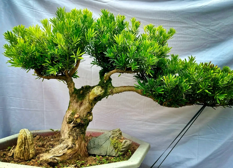 羅漢松養護技巧