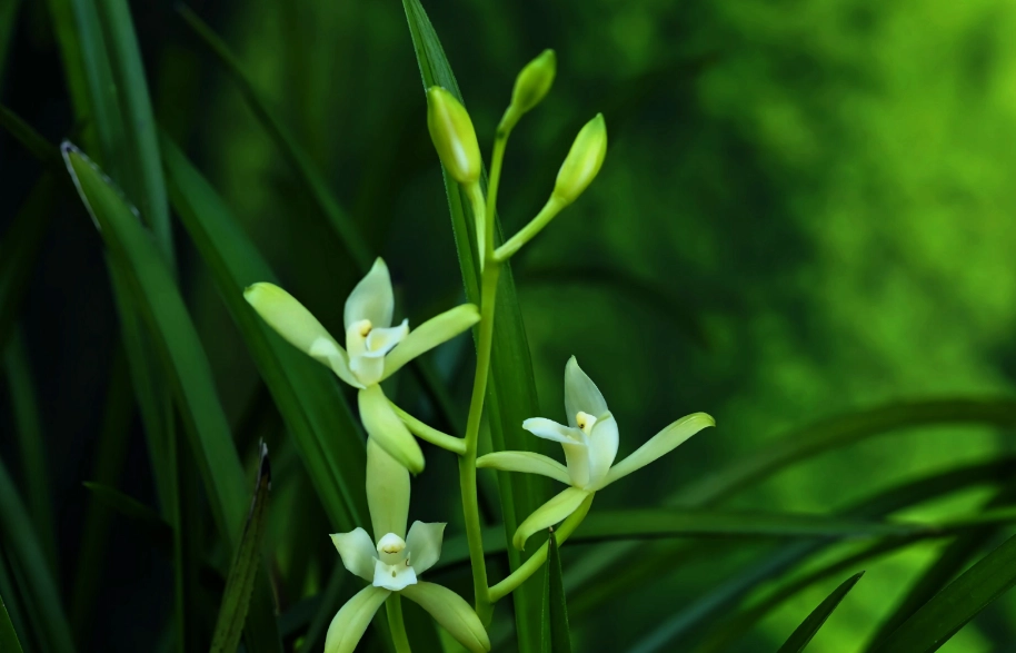 貓咪有毒植物 貓咪有毒植物