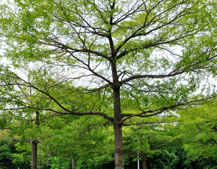 小葉欖仁修剪方法 小葉欖仁修剪方法