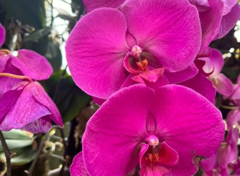 胡姬花分株技巧