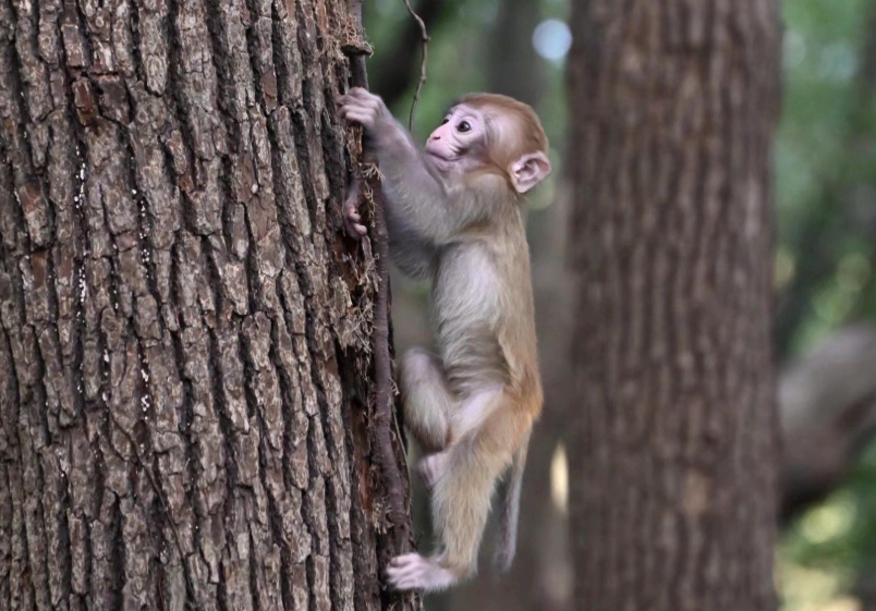 猴子夢境心理學 猴子夢境心理學