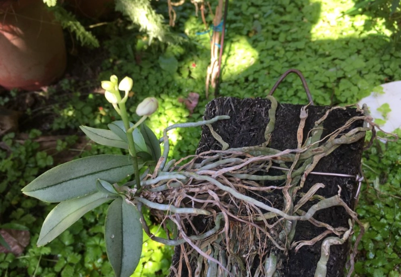 蘭花養護技巧 蘭花養護技巧