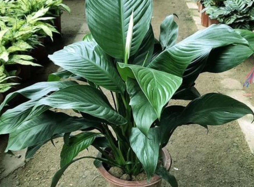 綠巨人植物價格 綠巨人植物價格