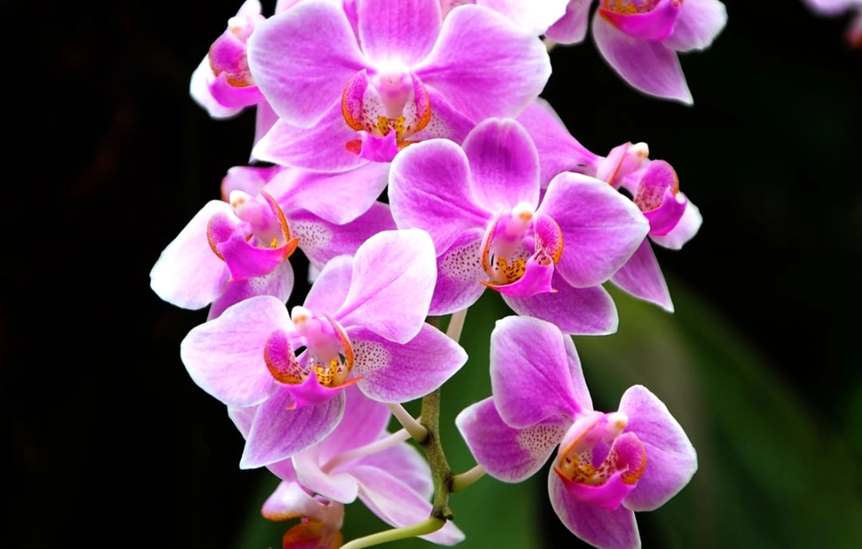 蘭花種類 蘭花種類