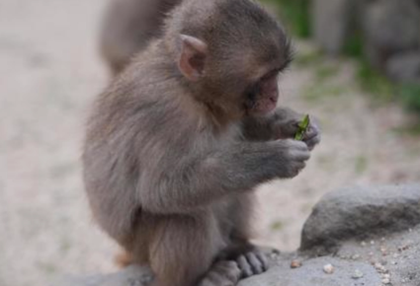 小猴子夢境解析