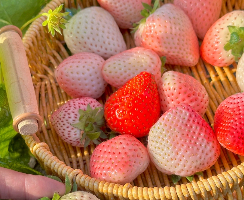 採草莓費用省錢