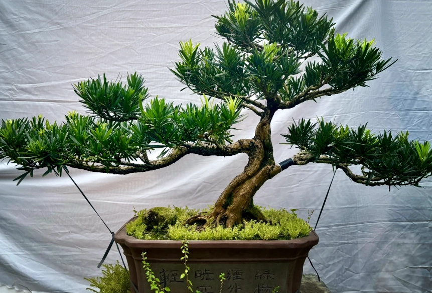 羅漢松養護技巧