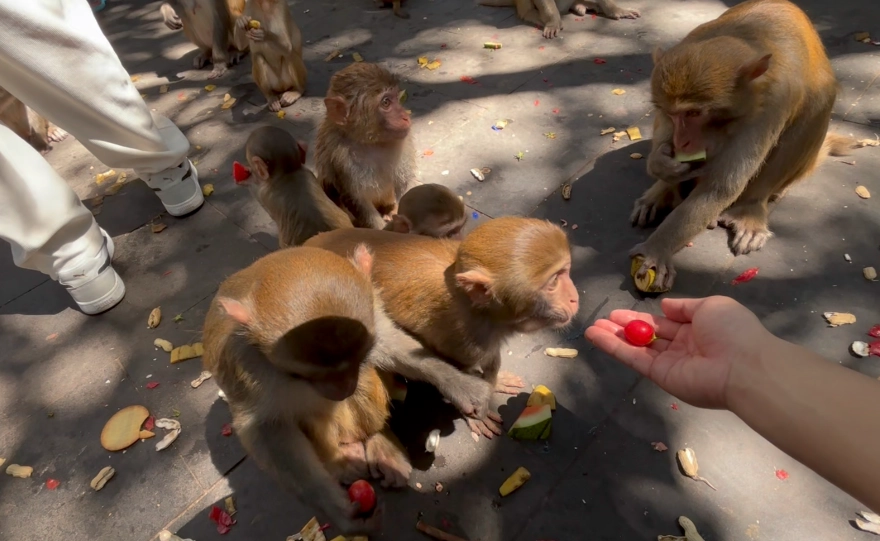 趕猴子夢境解析 趕猴子夢境解析