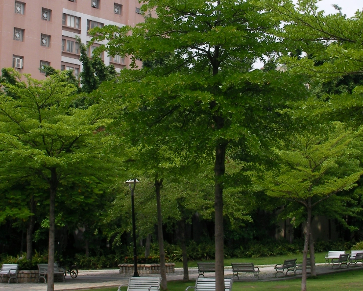 小葉欖仁修剪方法 小葉欖仁修剪方法