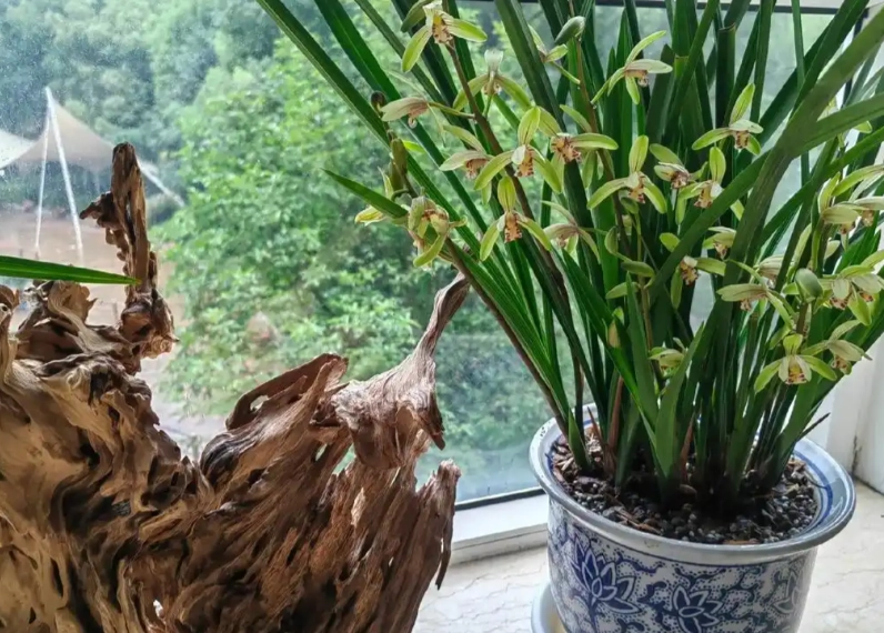 室內蘭花照顧 室內蘭花照顧