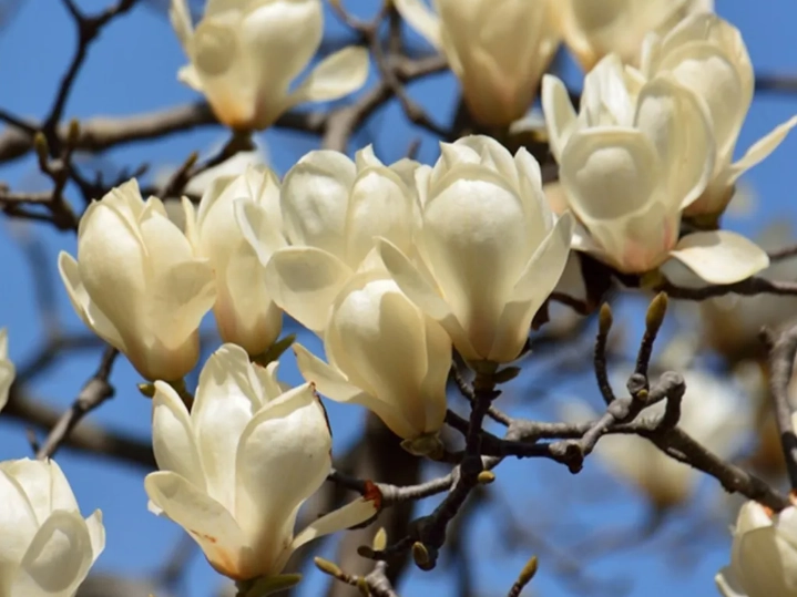 玉蘭花發芽方法 玉蘭花發芽方法
