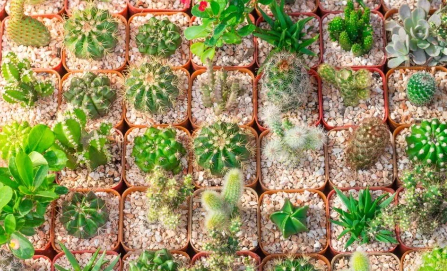 室內仙人掌益處