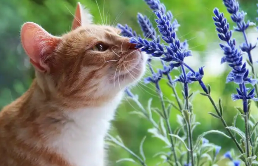 貓咪芳香療法