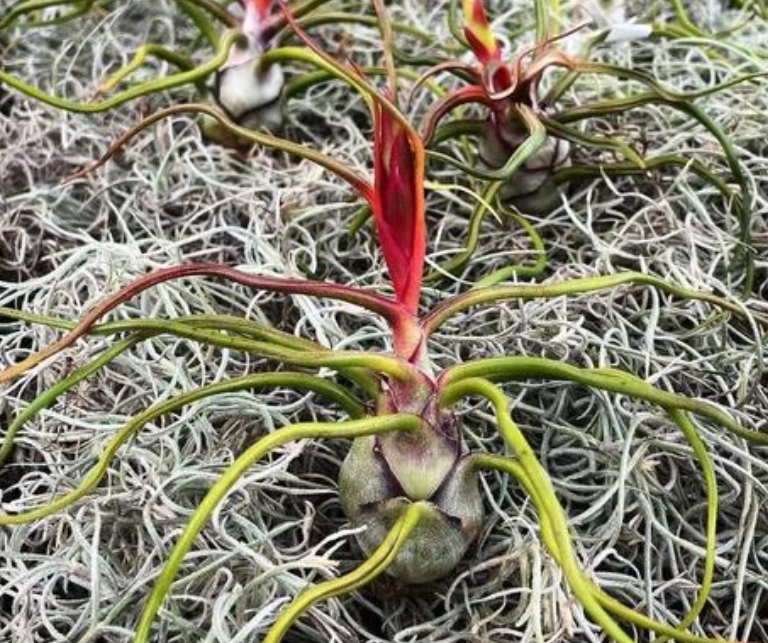 空氣鳳梨章魚 養護