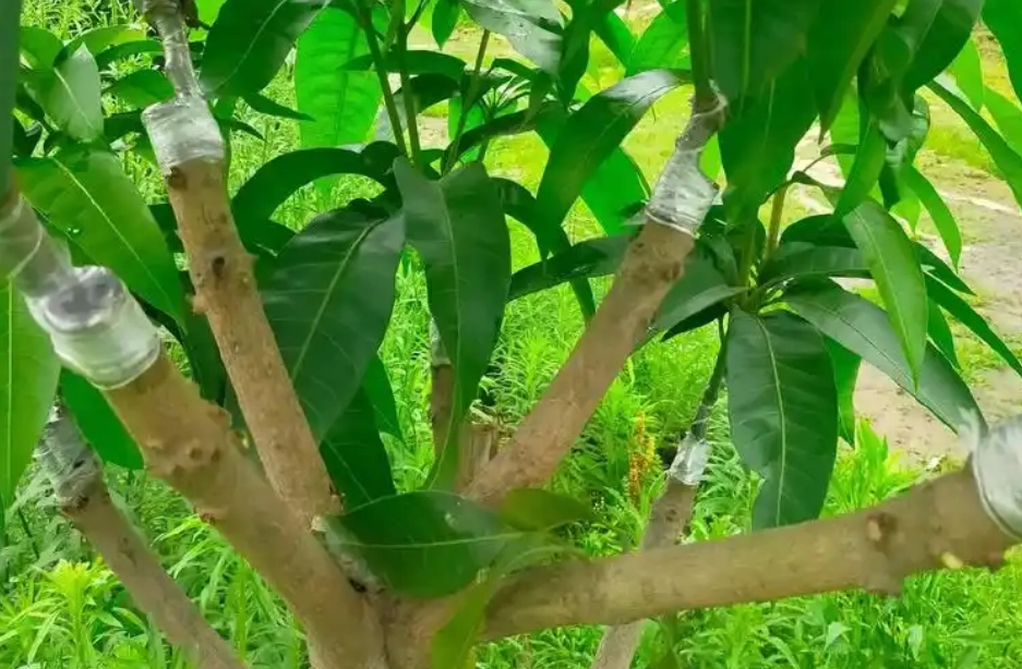 芒果嫁接季節