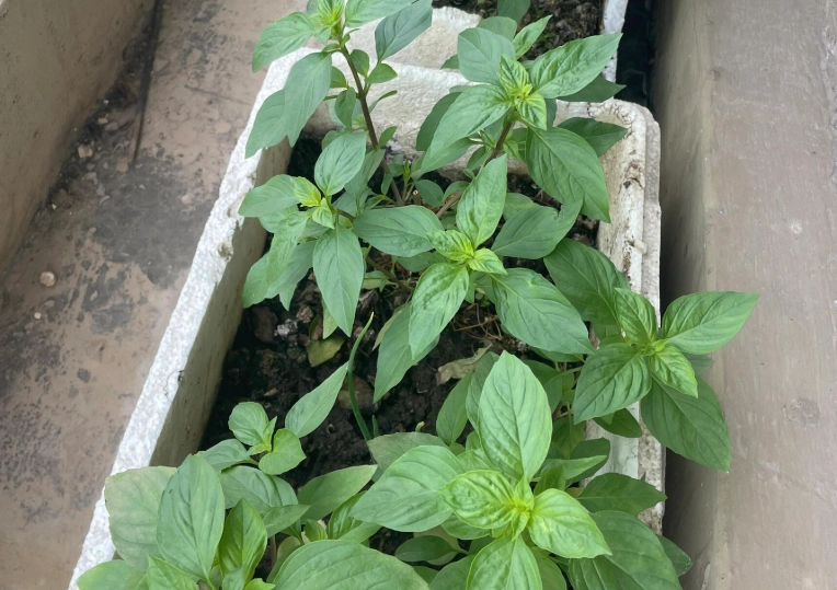 貓咪不能吃九層塔