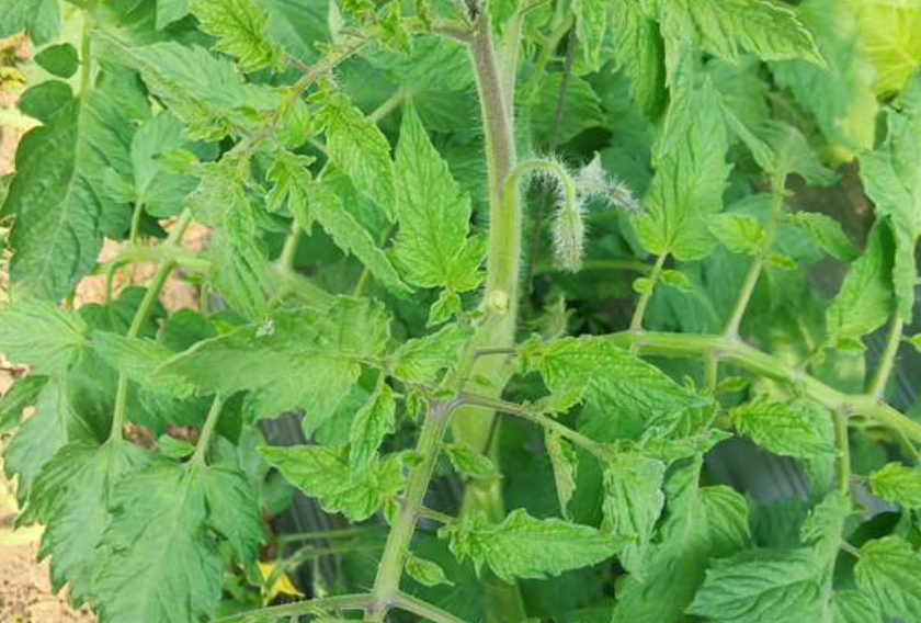 番茄疏葉時機 番茄疏葉時機