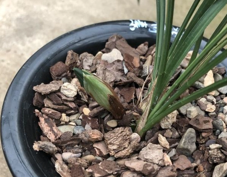 蘭花花苞枯萎原因 蘭花花苞枯萎原因