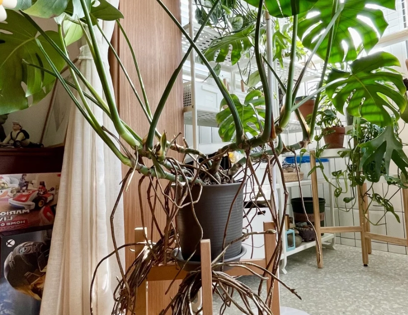 龜背芋氣根修剪