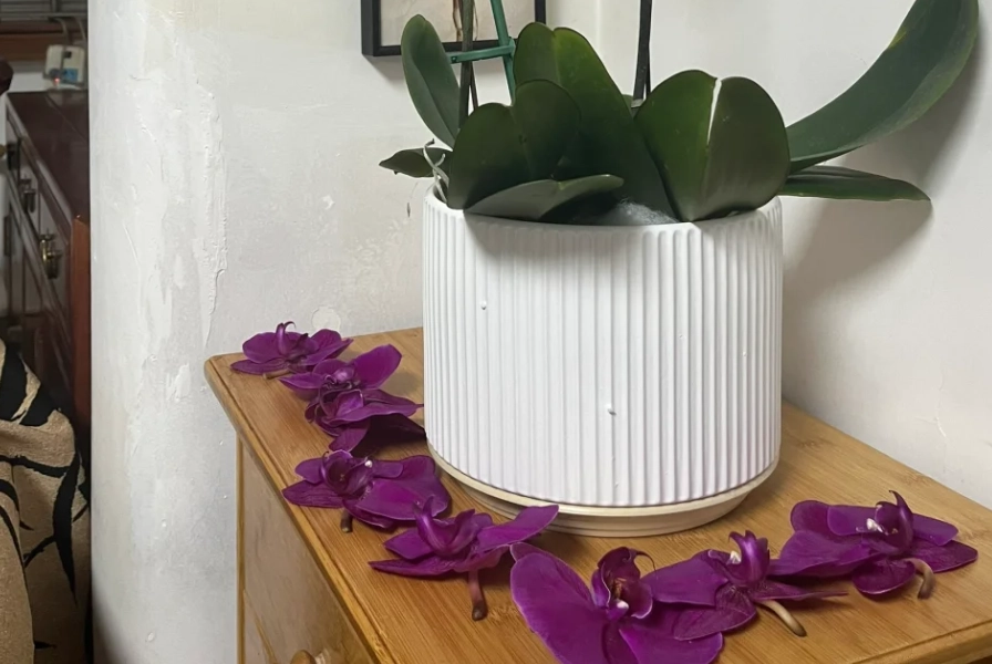 蝴蝶蘭掉花原因