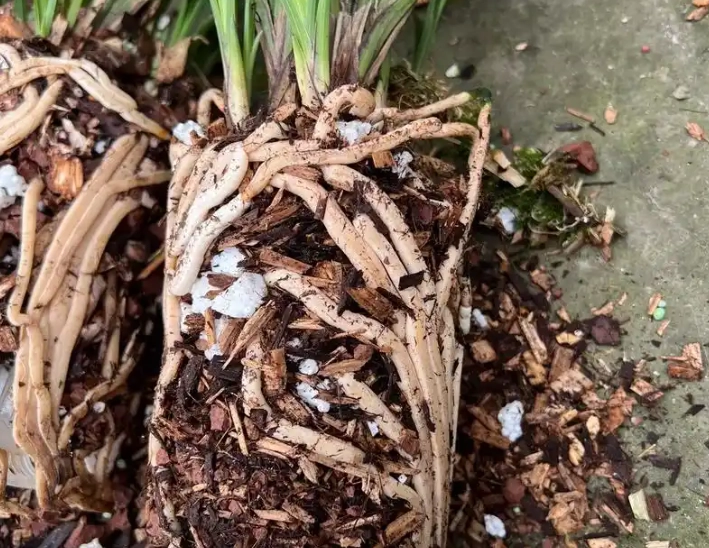 木屑種蘭花 木屑種蘭花