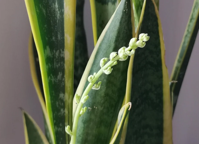 虎尾蘭養護 虎尾蘭養護