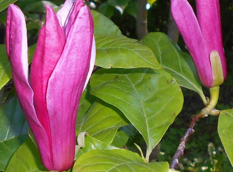 玉蘭花發芽方法 玉蘭花發芽方法