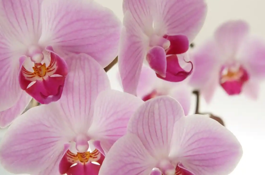 蝴蝶蘭養護方法