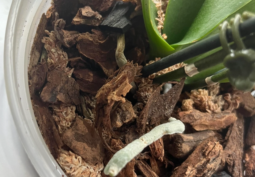 蘭花謝了處理方法 蘭花謝了處理方法