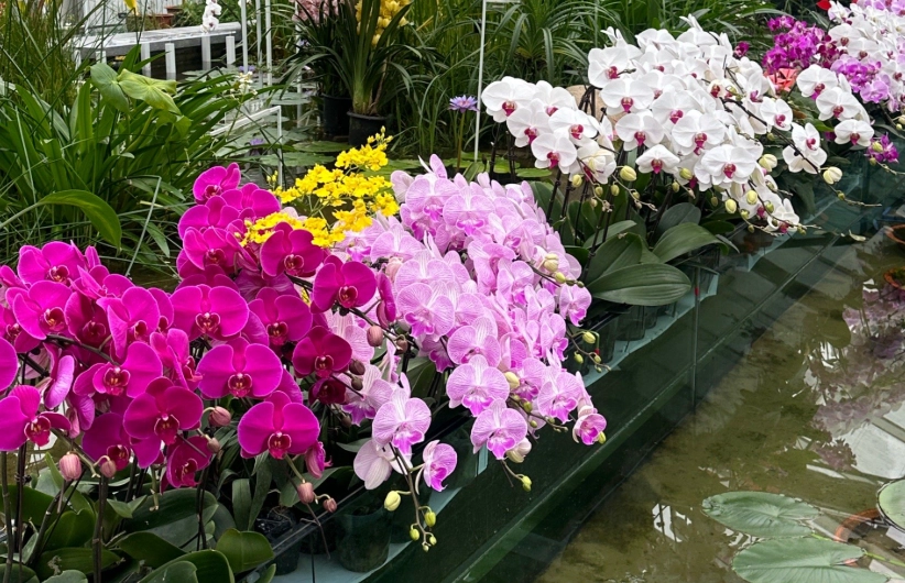 培養土種蘭花 培養土種蘭花