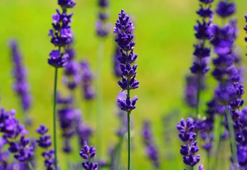 薰衣草對貓咪有害