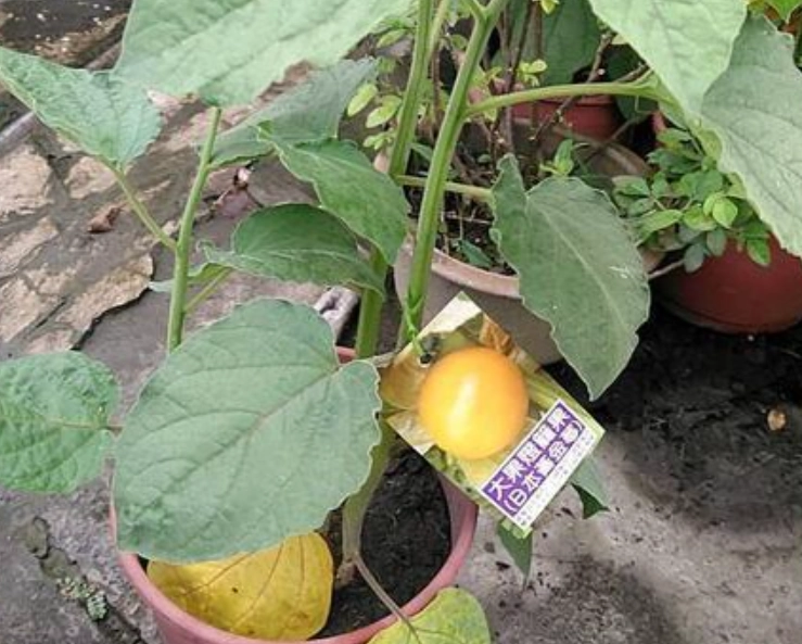 燈籠果生長條件 燈籠果生長條件