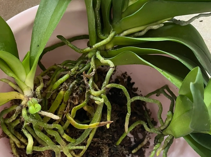 蝴蝶蘭分株步驟 蝴蝶蘭分株步驟