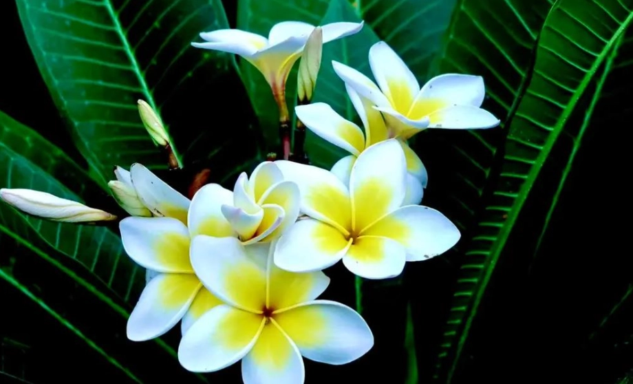 雞蛋花貓品種 雞蛋花貓品種