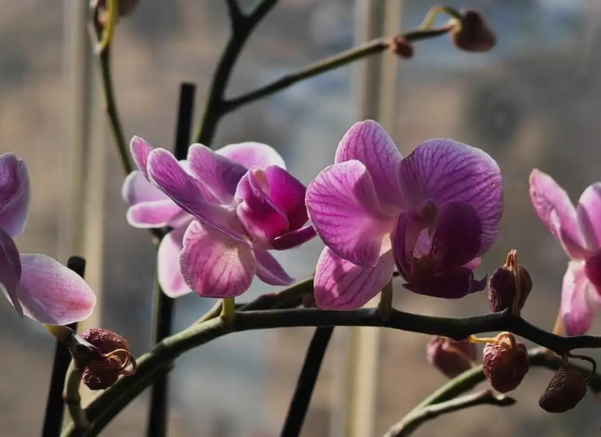 延長蘭花花期 延長蘭花花期