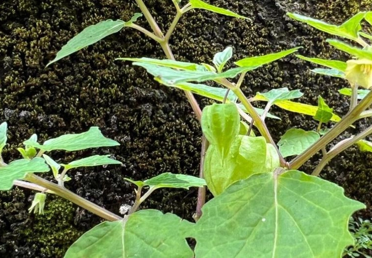 燈籠果修剪方法