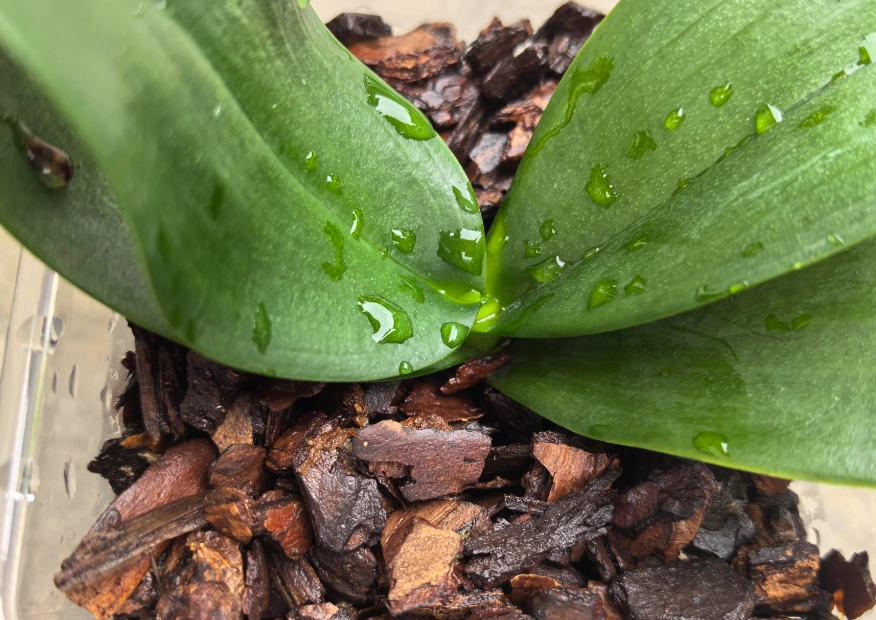 蘭花種植方法 蘭花種植方法