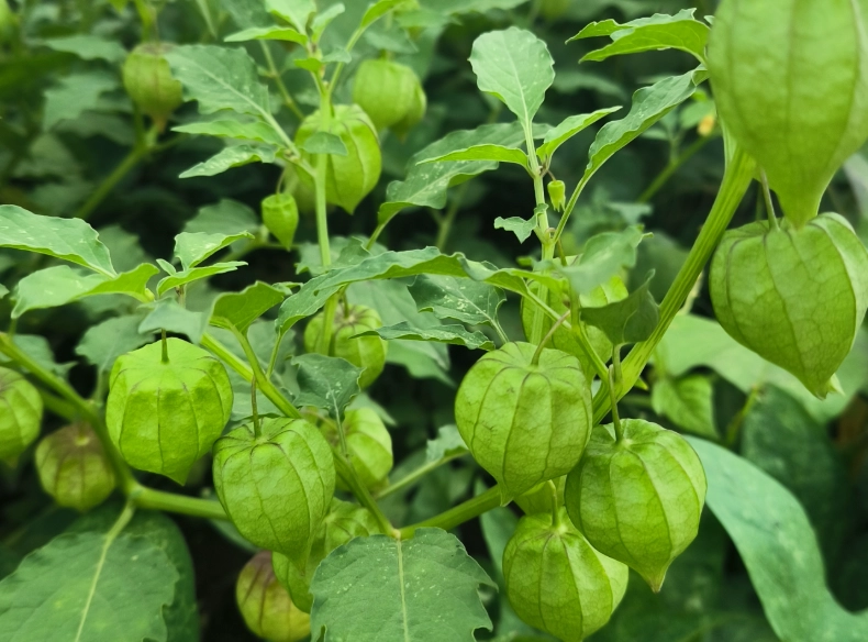 燈籠果修剪方法