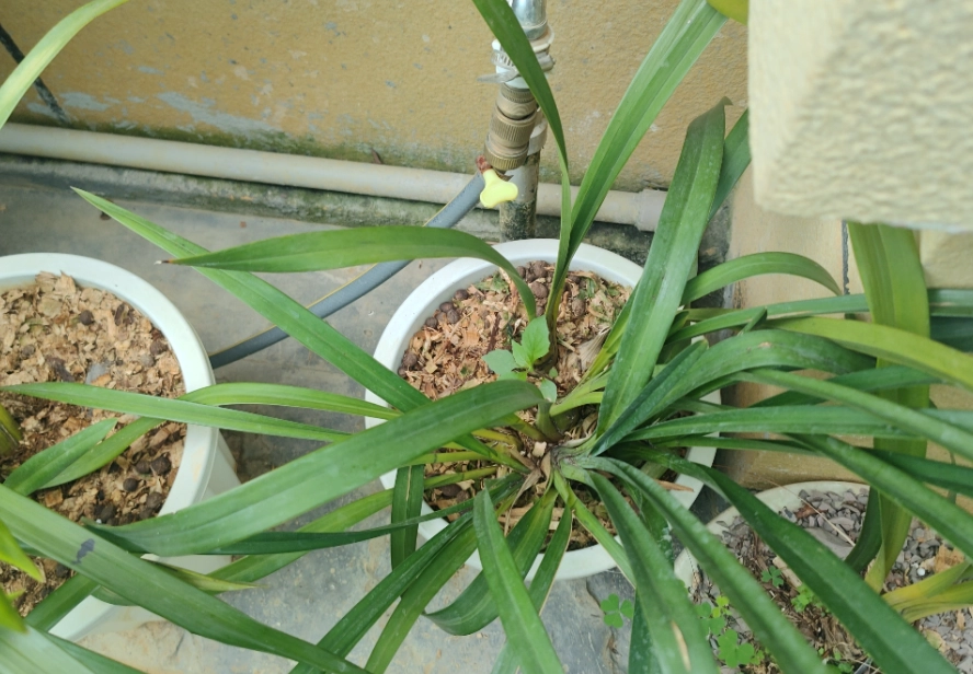 蘭花栽培介質 蘭花栽培介質