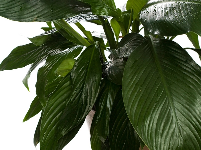 綠巨人植物照顧 綠巨人植物照顧